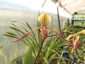 Paphiopedilum Es Low