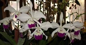 Cattleya Statteriana