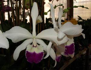 Cattleya Statteriana