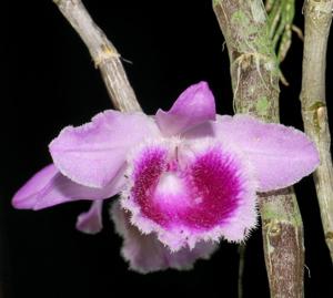Dendrobium Mentor