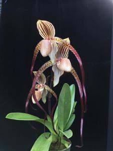 Paphiopedilum In-Charm Pride