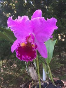 Cattleya Bonanza (Bracey)