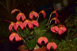 Masdevallia Evelina Serrano de Konanz