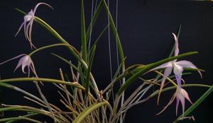 Brassavola George Tyler