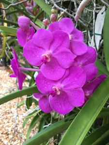 Vanda Truman Motes