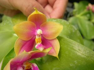 Phalaenopsis Zheng Min Raptor