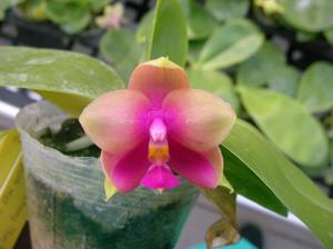 Phalaenopsis Zheng Min Raptor