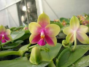 Phalaenopsis Zheng Min Raptor