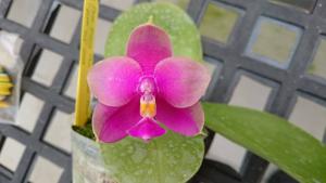 Phalaenopsis Zheng Min Raptor