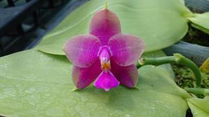 Phalaenopsis Zheng Min Raptor