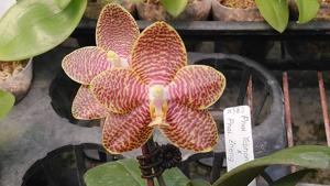 Phalaenopsis Zheng Min Salmon