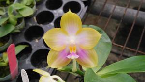 Phalaenopsis Zheng Min Violet