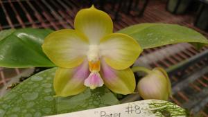 Phalaenopsis Zheng Min Violet