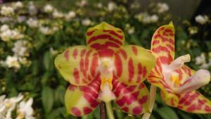 Phalaenopsis Zheng Min Toucan