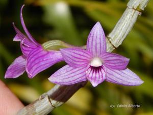 Dendrobium Kuniko