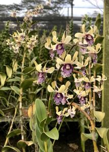 Dendrobium Edfrans Charming