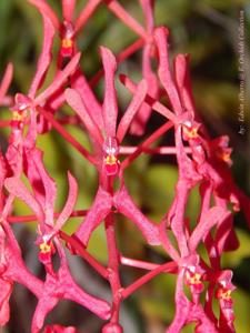 Renanthera Fire Coral