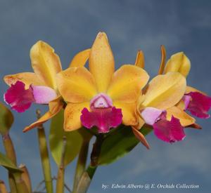 Rhyncholaeliocattleya SunCoast Sunspots