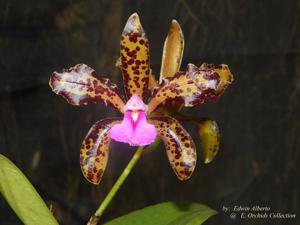 Cattleya Mrs. Mahler