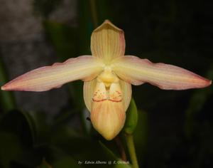 Phragmipedium Olaf Gruss