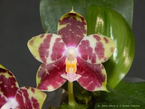 Phalaenopsis Hannover Passion