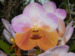 Vanda Perla del Caribe