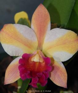 Rhyncattleanthe Coral Gold