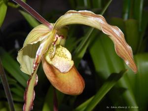 Phragmipedium Umbriel