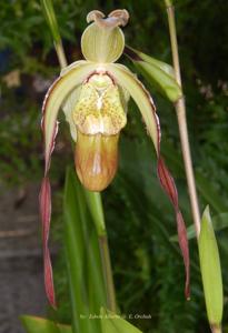 Phragmipedium Umbriel