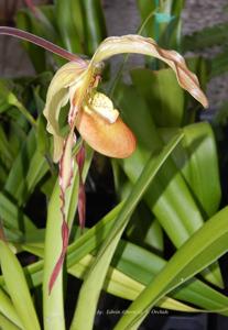 Phragmipedium Umbriel