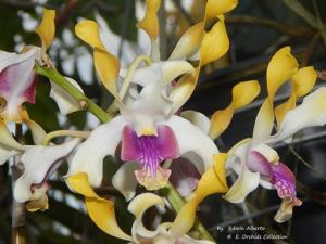 Dendrobium Livingstone