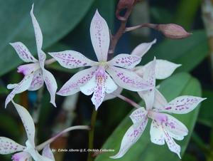 Epiarthron Kevin Mark Ragbir