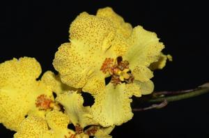 Zelemnia Midas