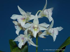 Dendrobium Mini Snowflake