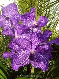 Vanda Pakchong Blue