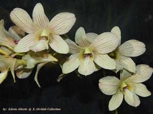 Dendrobium Burana Wan