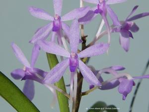 Vandachostylis Deep Blue Seas