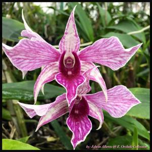 Dendrobium Fire Wings