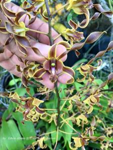 Dendrobium Jamaica Twist