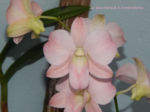 Dendrobium Honey Delight