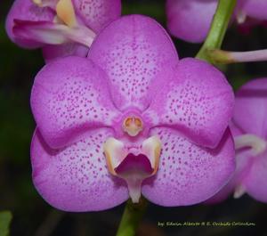 Aeridovanda Memoria Lillian Arnold