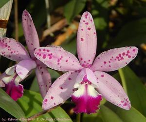 Cattleya Tropical Pointer