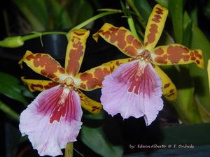 Miltonia Earl Dunn