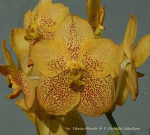 Vanda Suksamran Gold