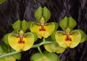 Catasetum Richard Fulford