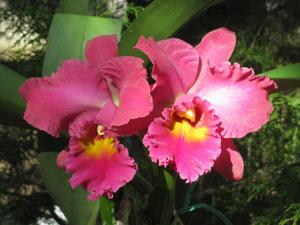 Cattleya Royal Emperor