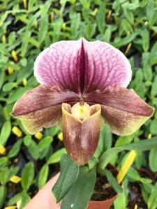 Paphiopedilum Thanksgiving