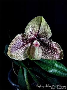 Paphiopedilum Karl Ploberger