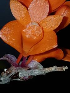 Dendrobium Gowan's Tangello
