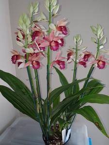 Gastrophaius Lady Ramona Harris